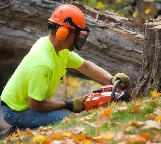 tree services Taylor Mill